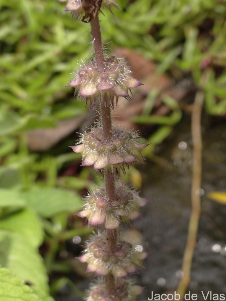 Coleus barbatus var. barbatus (Andrews) Benth. ex G.Don (Andrews) Benth. ex G.Don